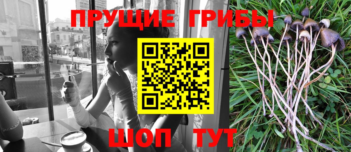Псилоцибиновые грибы Psilocybe Белореченск